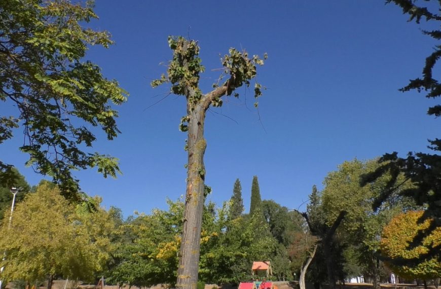 Han rebrotado los tilos trasplantados desde la calle Toledo a otras zonas verdes de Manzanares