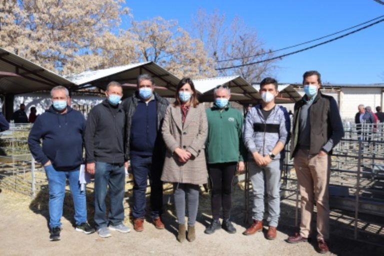 Subasta de sementales de raza ovina manchega realizada por AGRAMA el pasado viernes en Manzanares