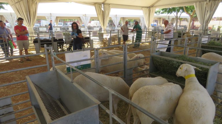 El IV Concurso Morfológico de Raza Ovina Manchega celebrado por Agrama en el marco de Fercam 2022