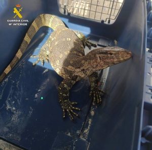 Un Varano del Nilo, especie protegida, es capturado por Seprona en Villarta de San Juan (Ciudad Real)
