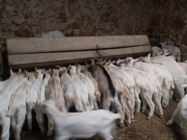 Mataderos de Ciudad Real, Toledo y Cuenca autorizados para sacrificio de animales tras medidas por Viruela Ovina Mataderos de Ciudad Real, Toledo y Cuenca autorizados para sacrificio de animales tras medidas por Viruela Ovina