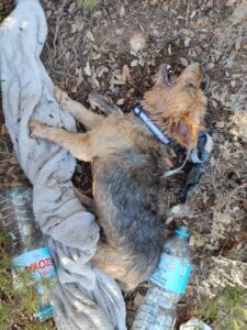 Milagro bajo el sol: Rescatan con vida a dos perros atrapados en un vehículo en las Lagunas de Ruidera