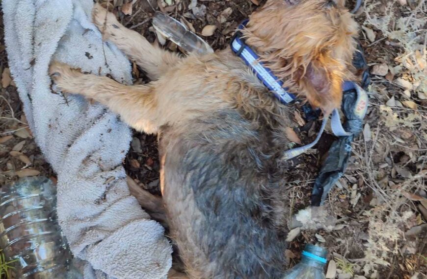 Milagro bajo el sol: Rescatan con vida a dos perros atrapados en un vehículo en las Lagunas de Ruidera