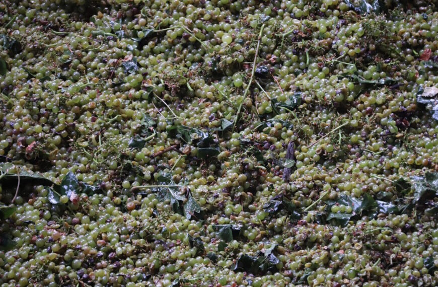 Este año la vendimia ha comenzado antes que nunca en Manzanares el 3 de agosto