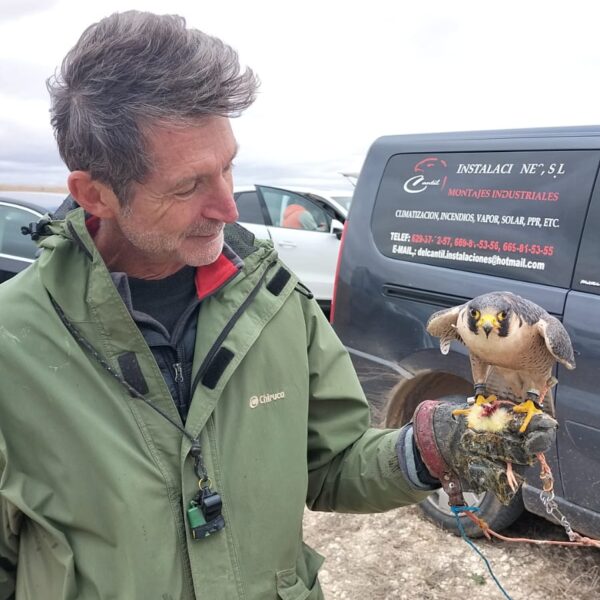 Una veintena de participantes en el campeonato autonómico de Cetrería de Castilla-La Mancha