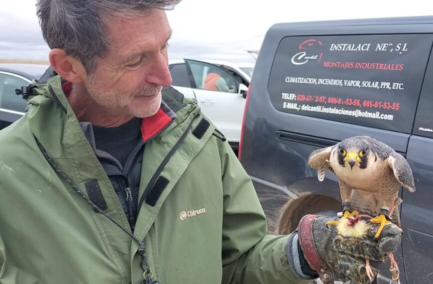 Una veintena de participantes en el campeonato autonómico de Cetrería de Castilla-La Mancha