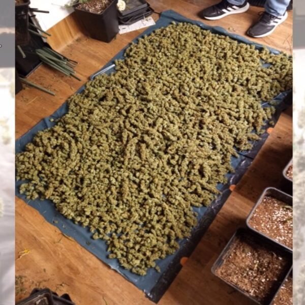 Desarticulada una red en Ciudad Real por fabricación ilícita de drogas a partir de ansiolíticos falsificados con destino a Marruecos