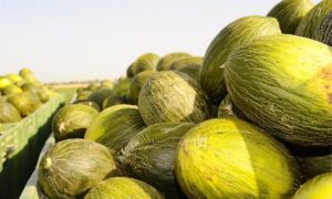 Mercadona Incrementa Sus Compras a Proveedores de Castilla-La Mancha en un 19%, Superando los 2.480 Millones de Euros en 2023