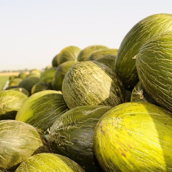 Mercadona Incrementa Sus Compras a Proveedores de Castilla-La Mancha en un 19%, Superando los 2.480 Millones de Euros en 2023