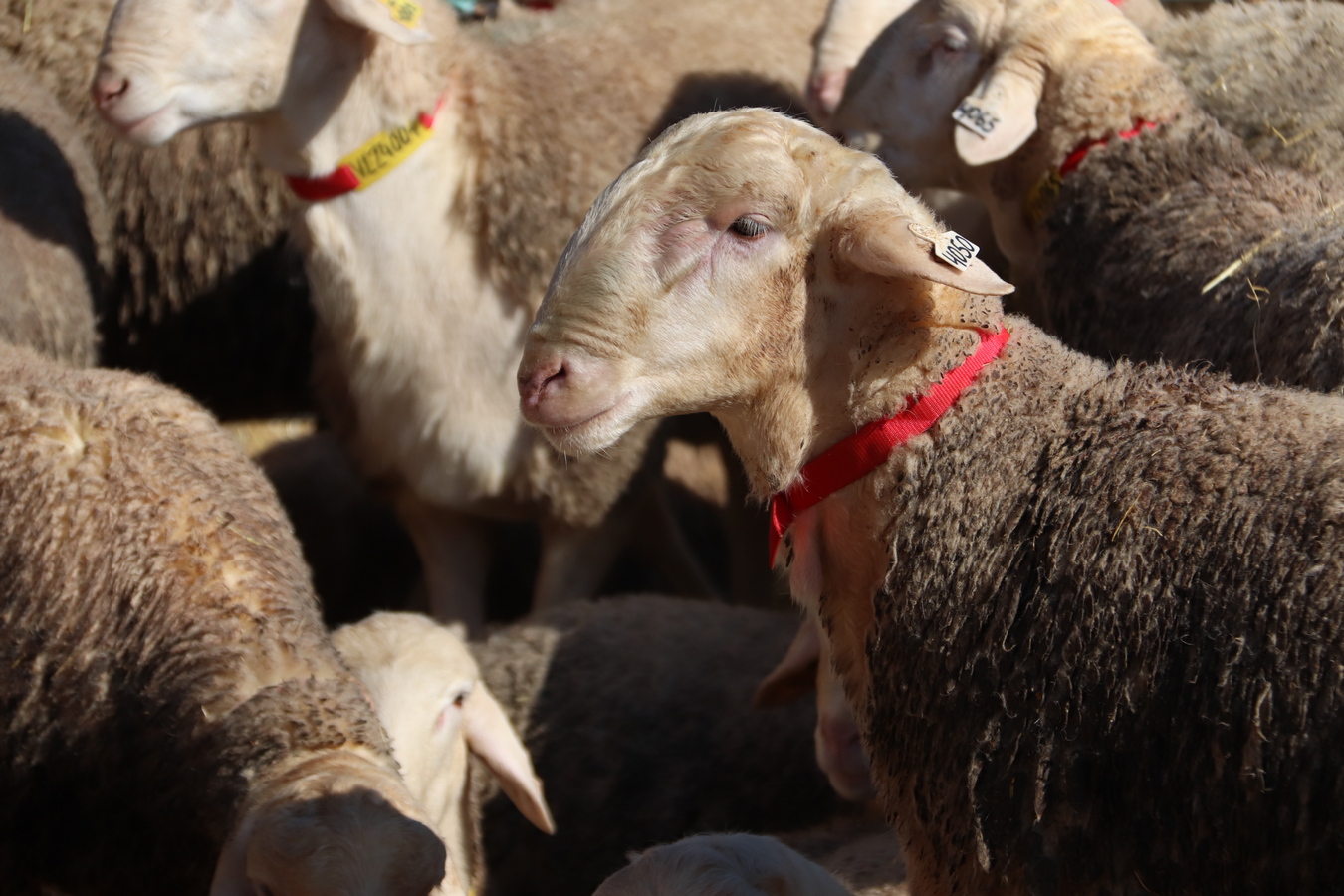 Subasta de AGRAMA en Manzanares: Semental de raza ovina manchega alcanza la puja más alta con 4050 euros