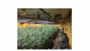 Dos detenidos tras desarticular dos puntos de cultivo ‘indoor’ de marihuana en Ciudad Real y Madrid