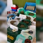 La Guardia Civil detiene a un grupo criminal dedicado al cultivo y tráfico de drogas