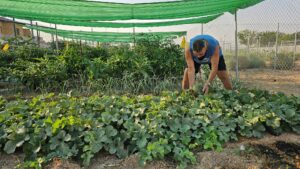 Primeras Cosechas Exitosas en los Huertos Urbanos Ecológicos: De Pimientos a Sandías