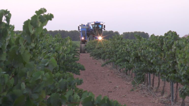 11 razones para escaparte a la Ruta del Vino de La Mancha en plena vendimia