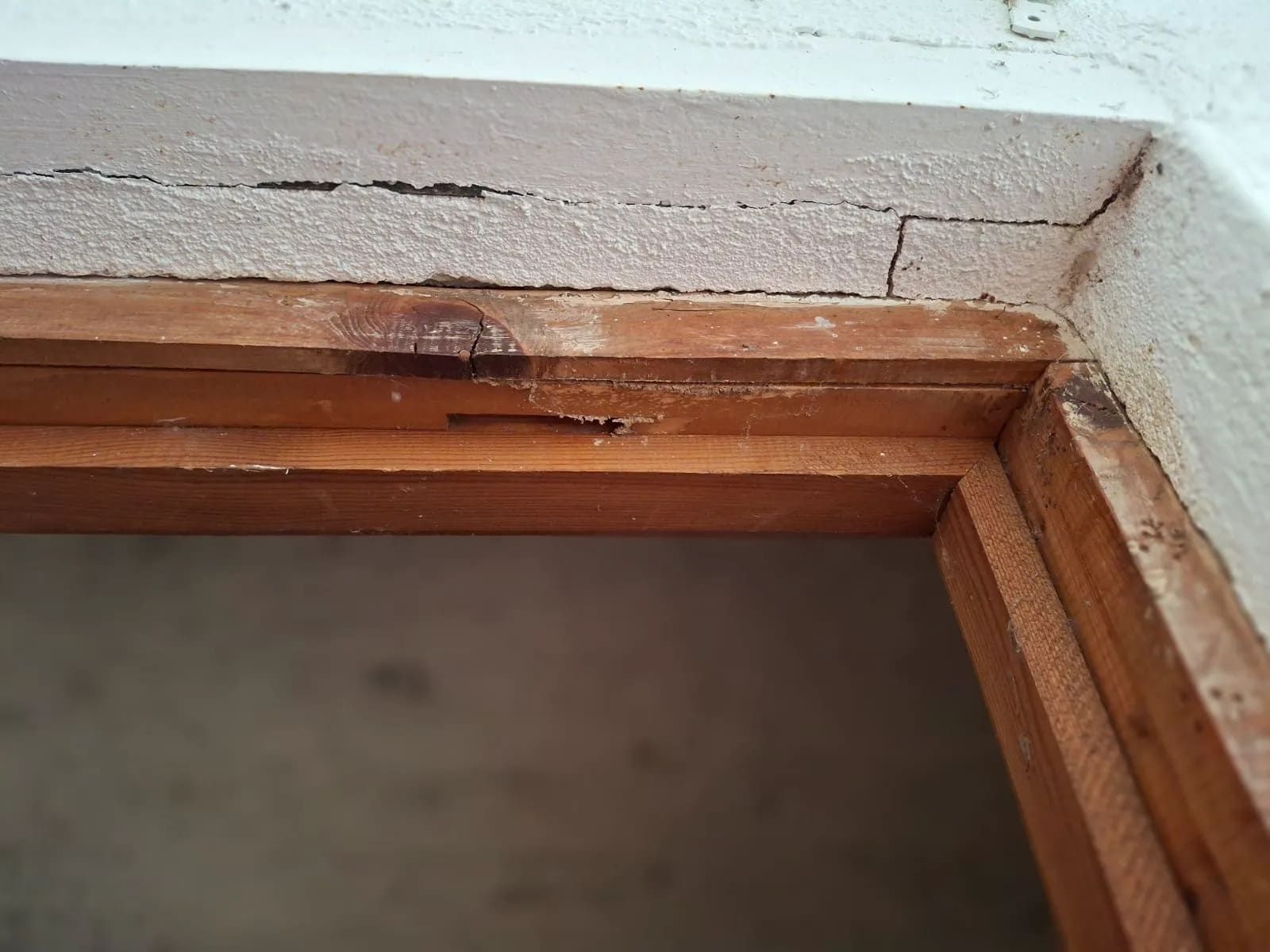 Cucarachas Encabezan Plagas en Castilla-La Mancha; Xilófagos y Avispas Destacan en Cuenca y Guadalajara