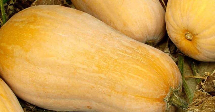 Manzanares Celebra el Inaugural Día de la Calabaza en España con Desfile de Tractores Llenos de Calabazas – 26 de octubre
